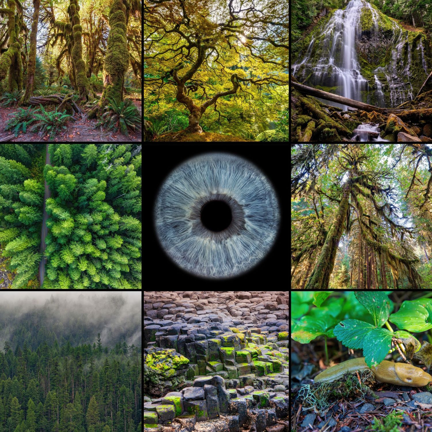 A blue human eye centered in a collage of lush green forest and nature photography.