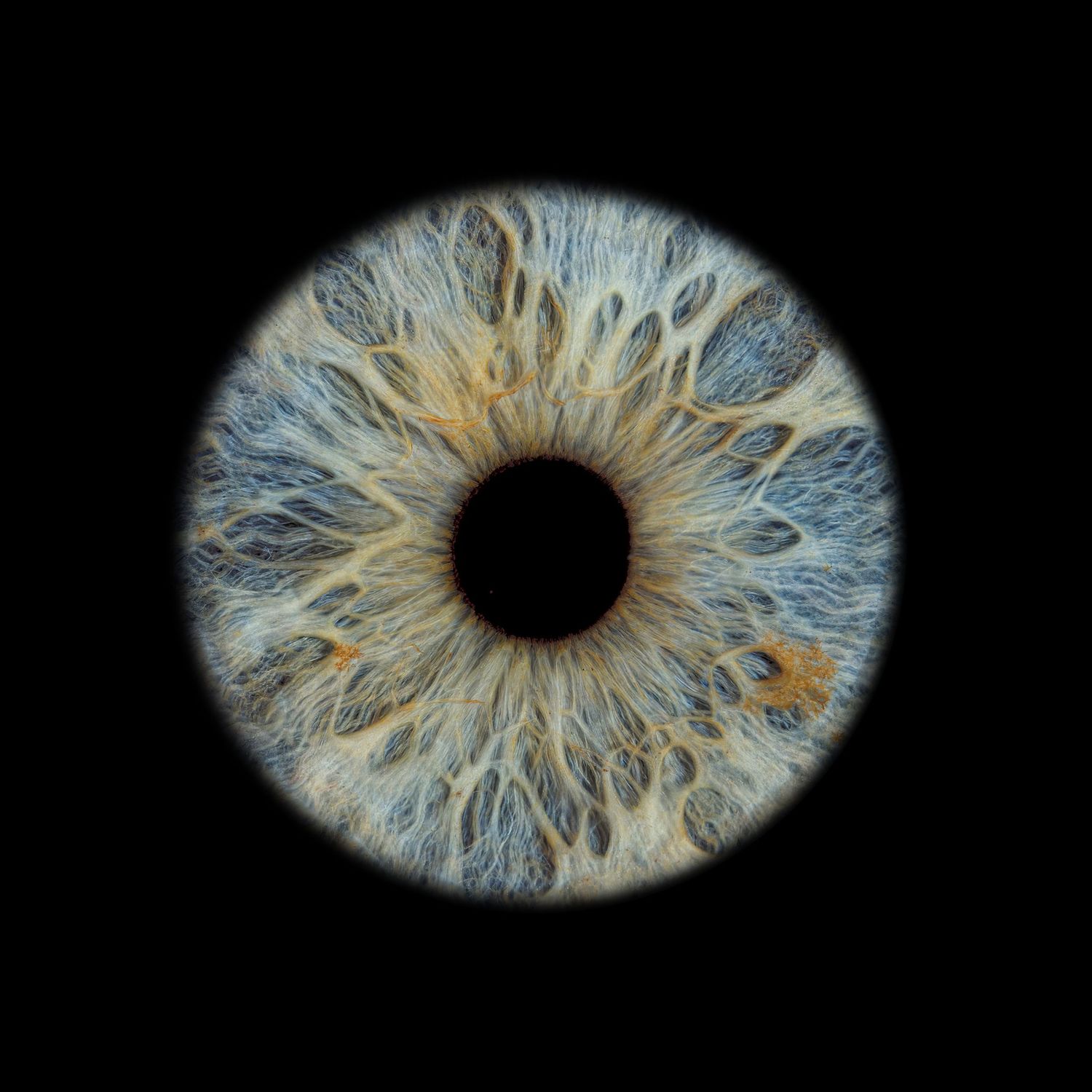 Extreme close-up macro photo of a blue-gray human iris with intricate fibrous texture.