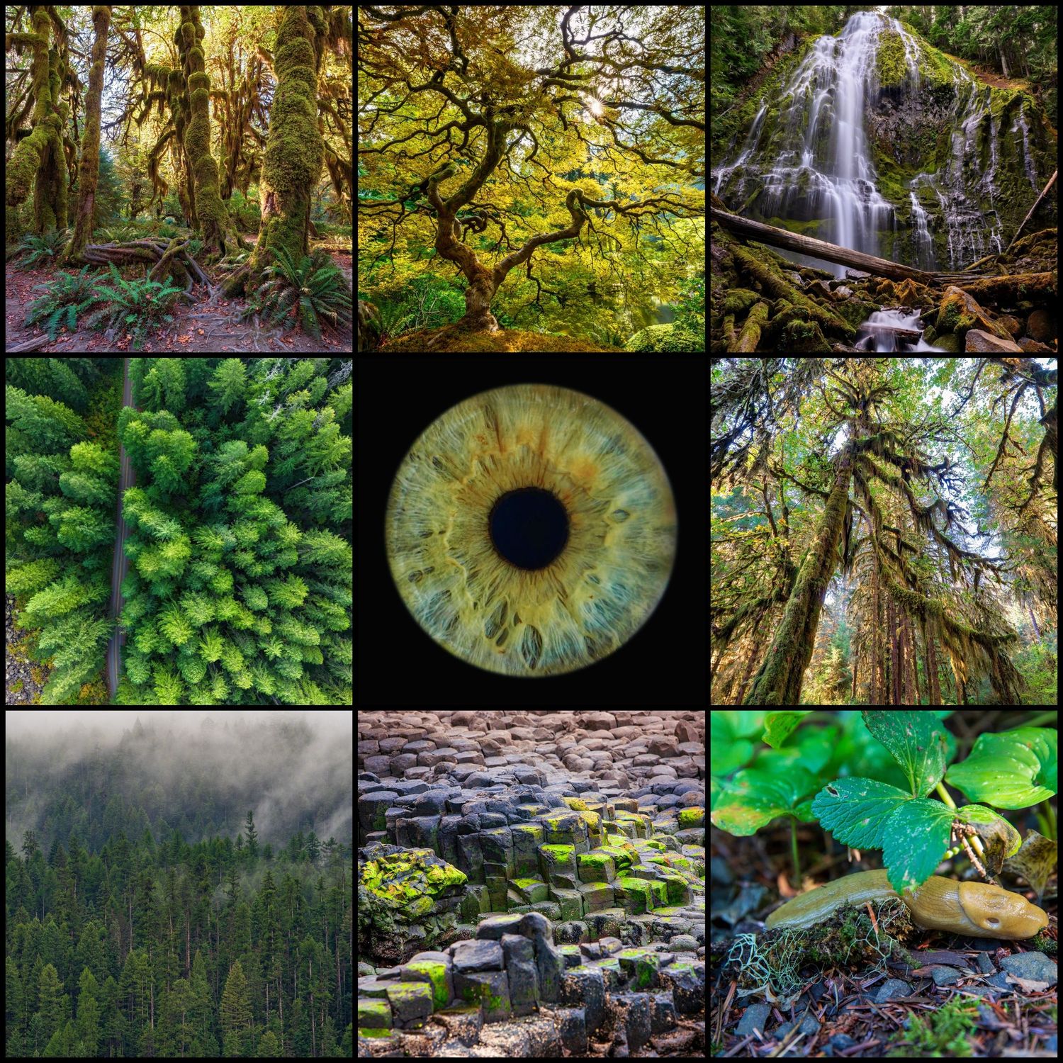 A mossy forest collage featuring lush trees, a waterfall, aerial pine view, a green eye, foggy woods, basalt columns, and tropical leaves.