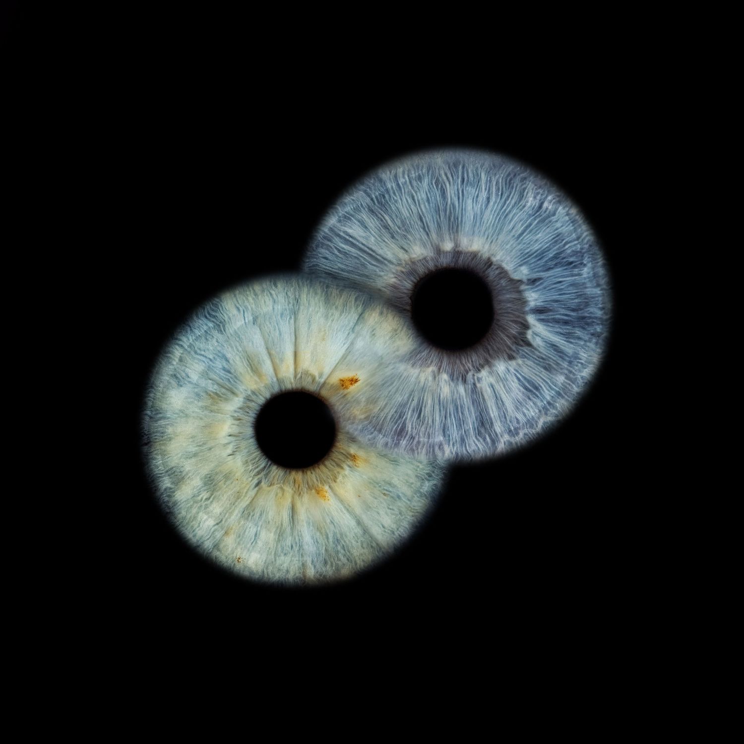 Two overlapping human irises with blue-gray tones and intricate fiber patterns photographed against a black background.
