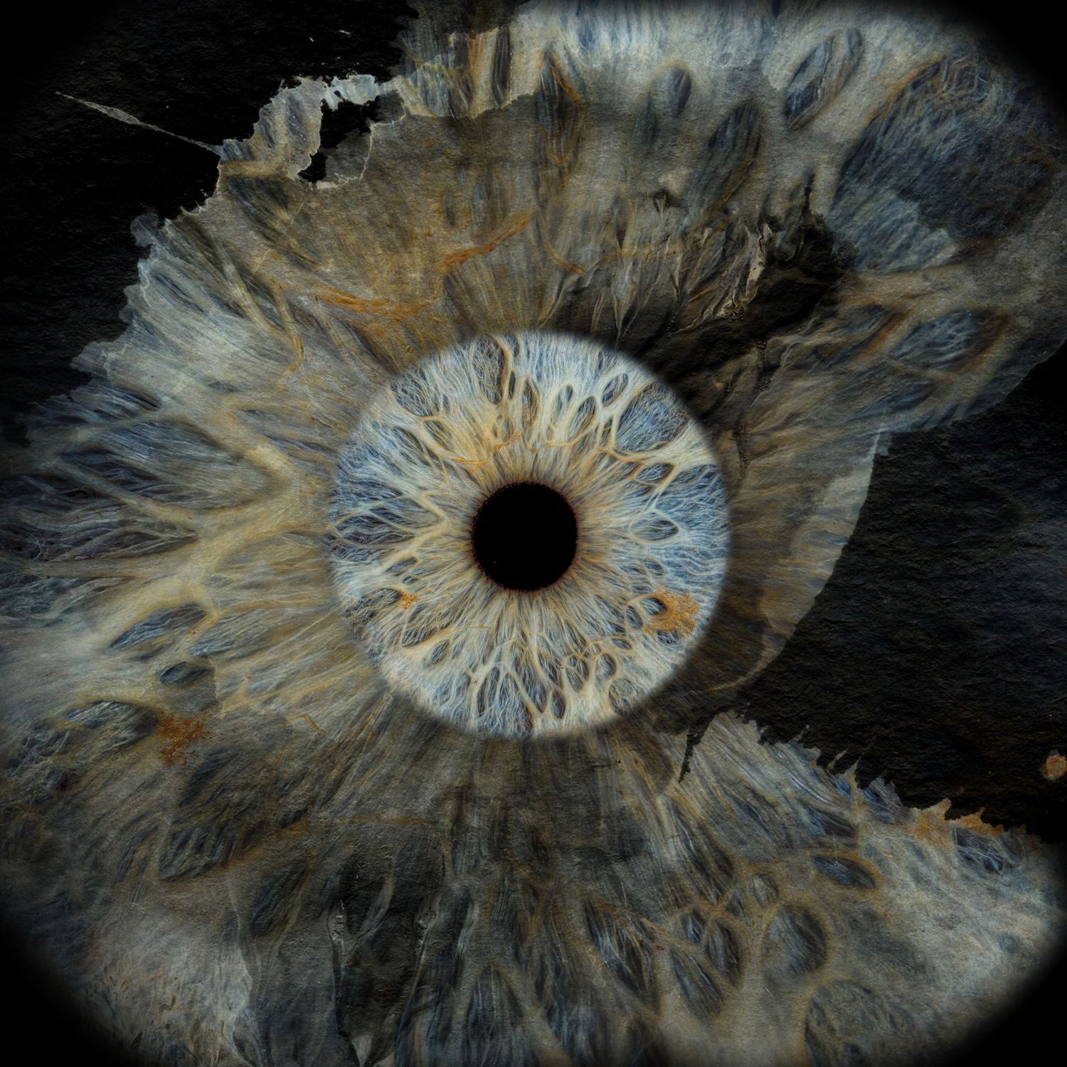 Artistic macro photograph of a blue iris eye with dramatic textured dark surrounding tissue.