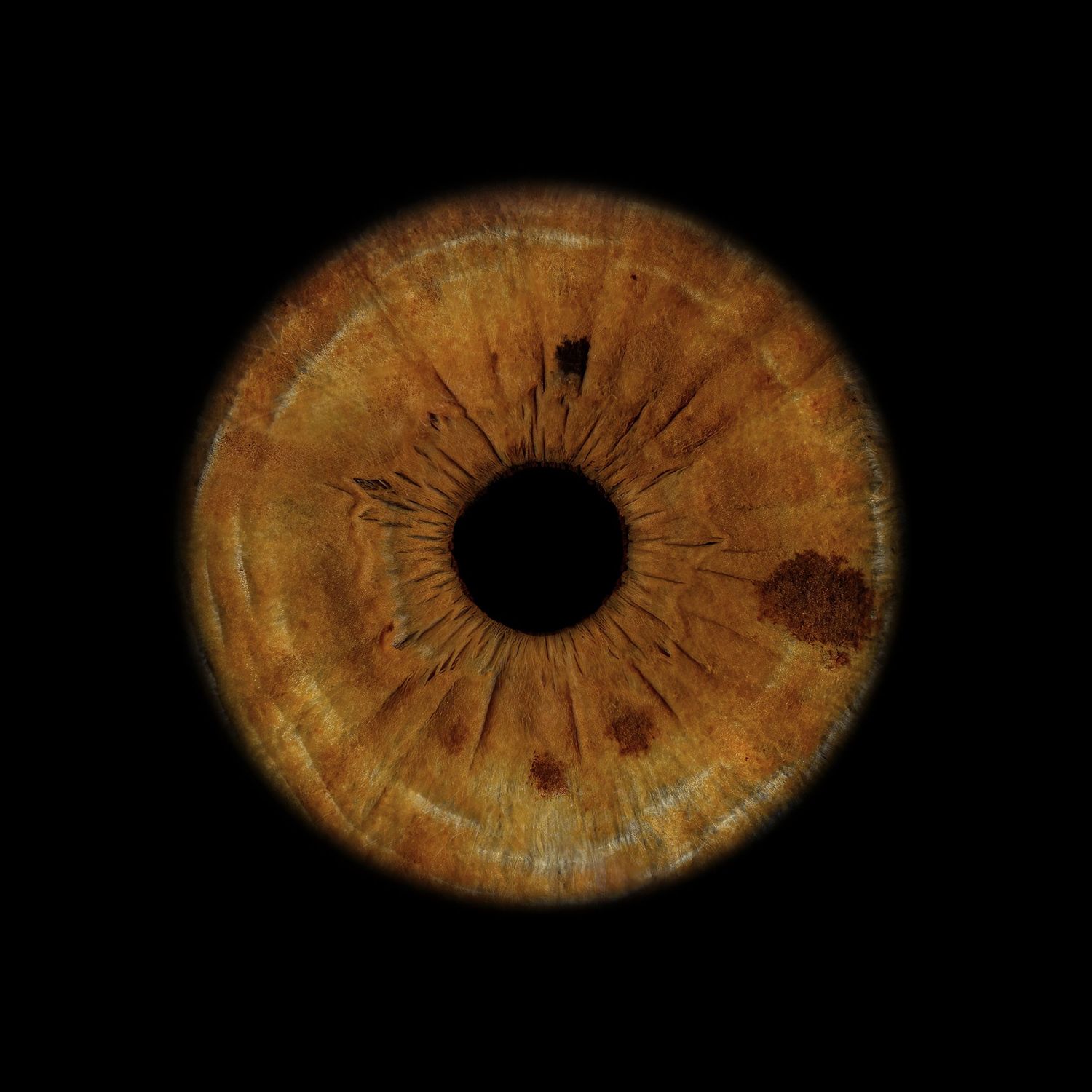 Extreme macro close-up of a golden brown human iris on black background with detailed texture.