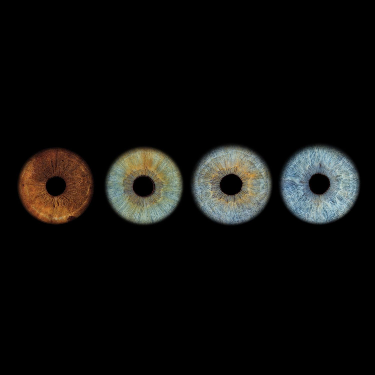 Four human irises displayed in a row showing gradient color transition from warm amber brown to cool light blue on black background.