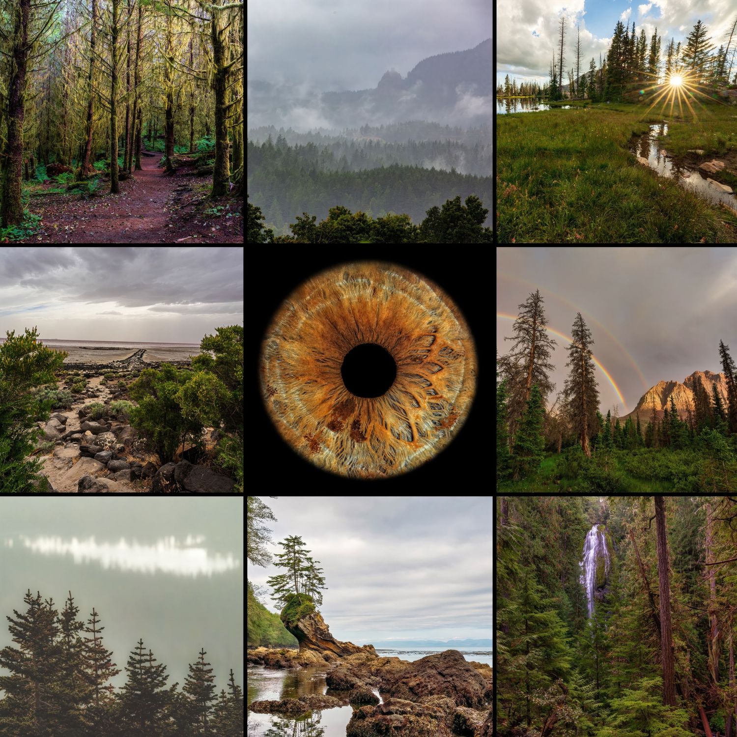 Photo collage of Pacific Northwest forest landscapes surrounding a central macro amber iris.
