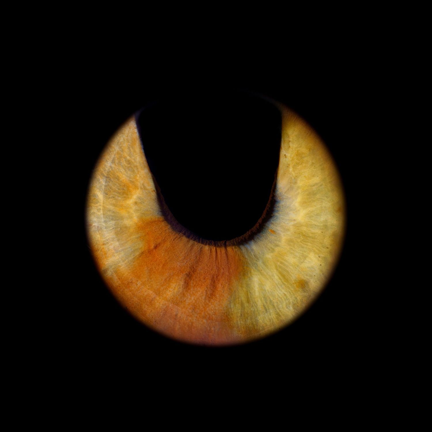 Extreme close-up macro photo of a golden amber cat eye iris with slit pupil on black background.