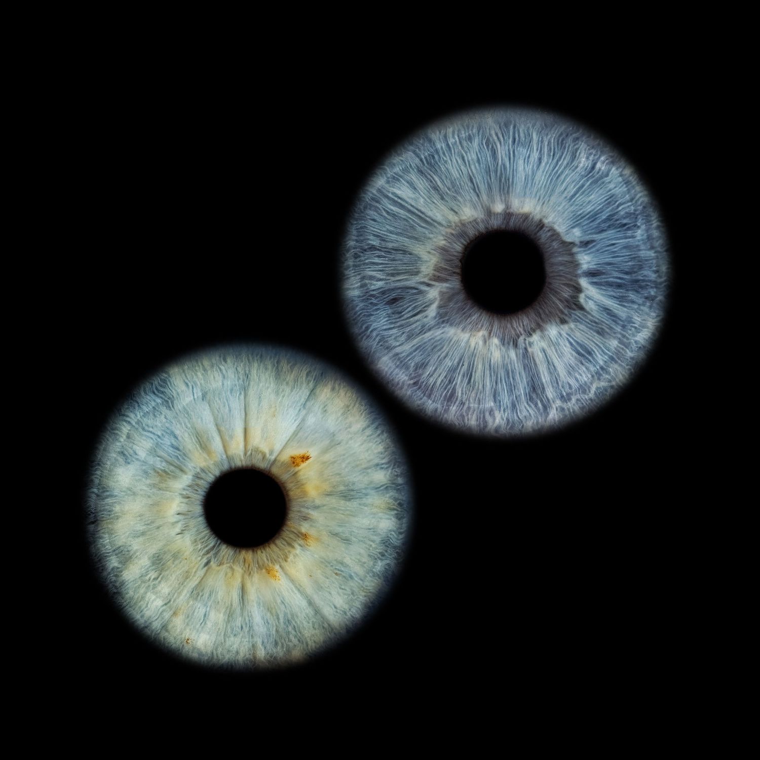 Close-up macro photography of two blue human irises with detailed textures on a black background.