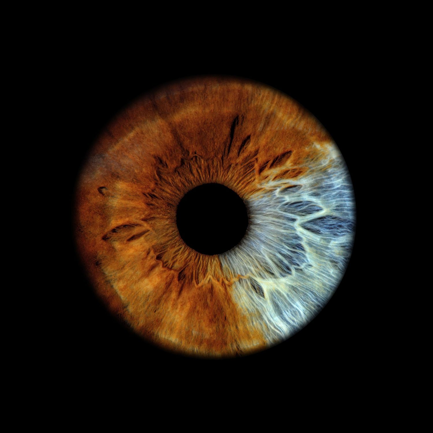 Extreme macro shot of a human iris displaying rich amber brown and icy blue heterochromia on black.