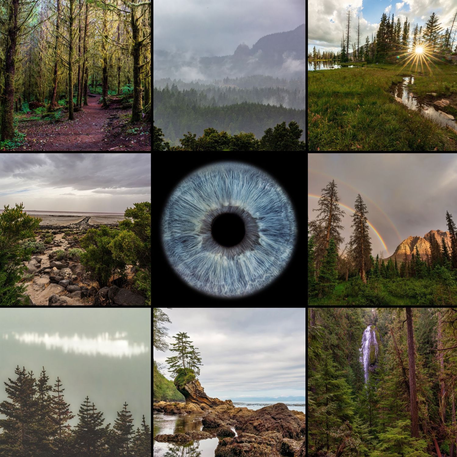 A blue human eye centered in a collage of Pacific Northwest forest and nature scenes.