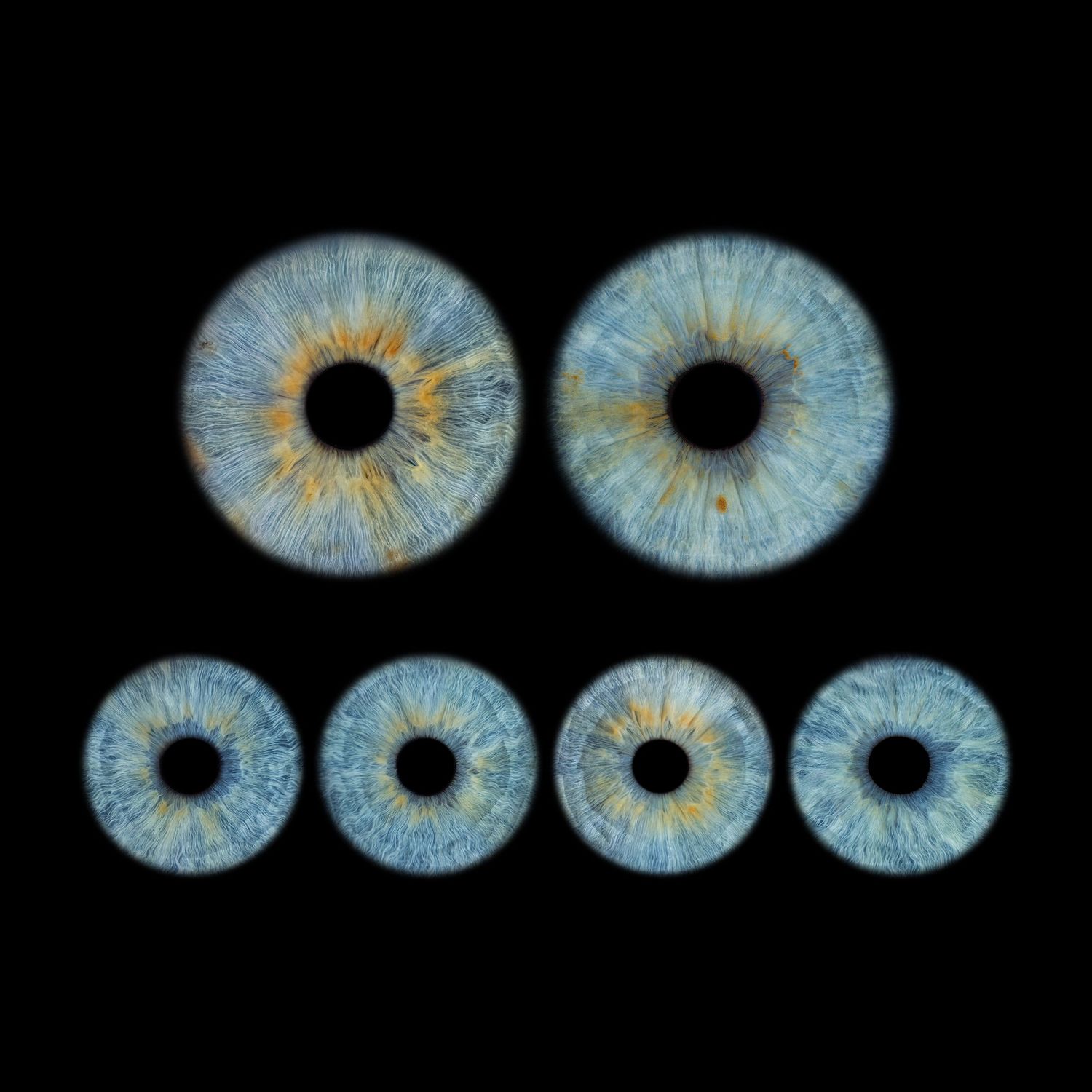 Six blue human iris close-ups with golden centers arranged on black background, showcasing intricate eye texture detail.