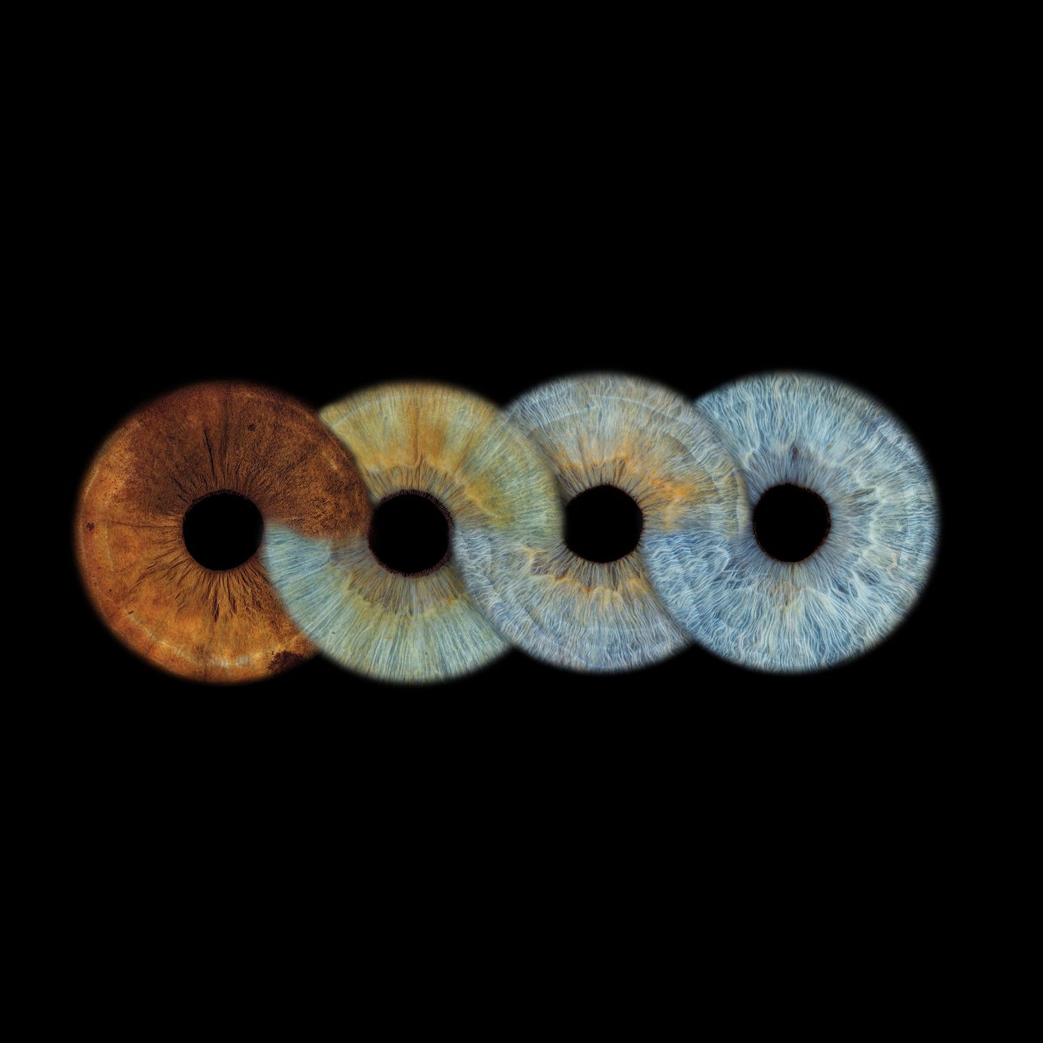 Four human irises arranged in a row, transitioning from warm brown to cool blue tones on a black background.