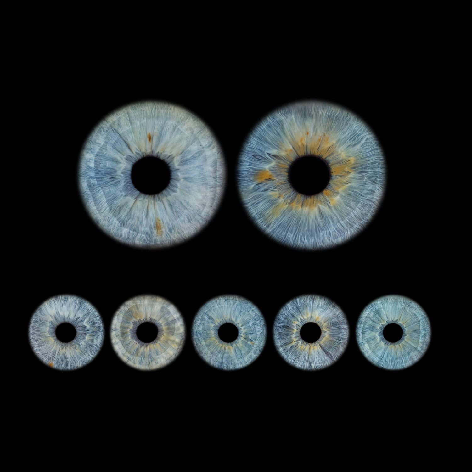 Seven detailed macro photographs of blue and brown human irises arranged on a black background, showcasing intricate eye patterns.