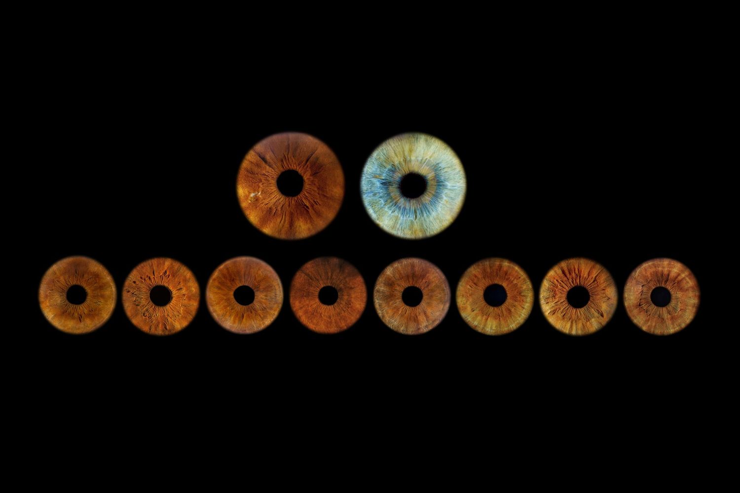 Close-up arrangement of human eye irises on black background, showing varied brown and one blue-green iris pattern.