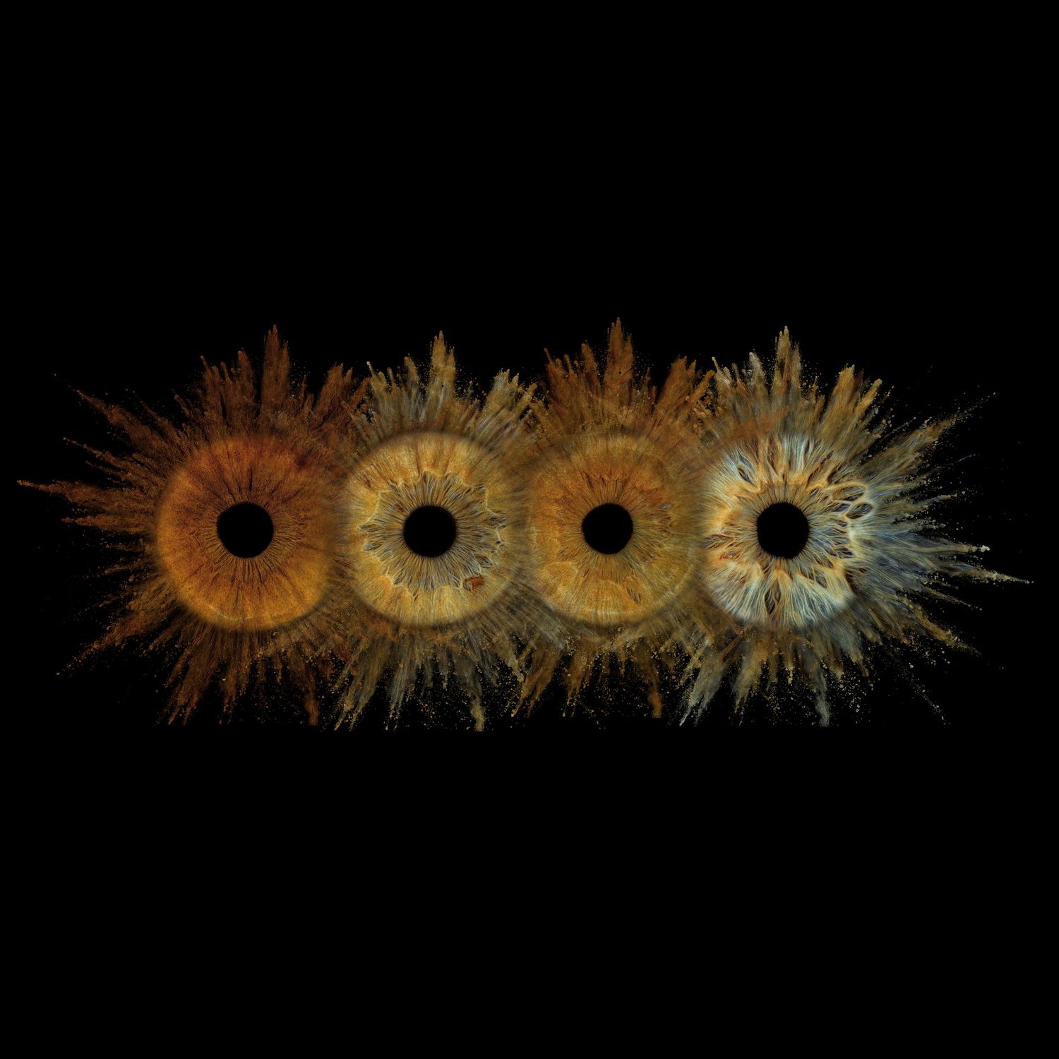 Four human irises in amber and brown tones with feathery textures arranged in a row on black.