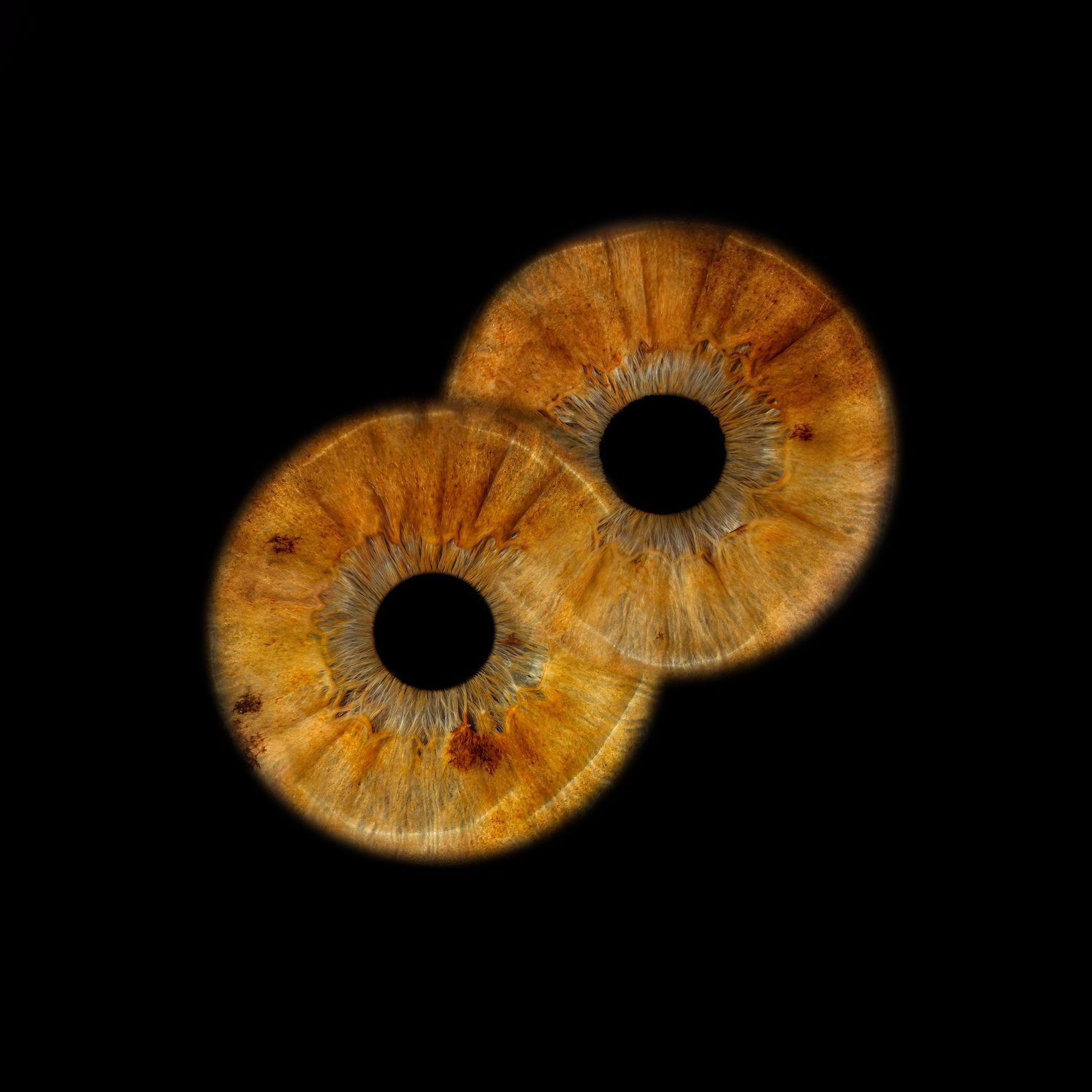 Close-up macro photography of two overlapping brown human irises on black background.