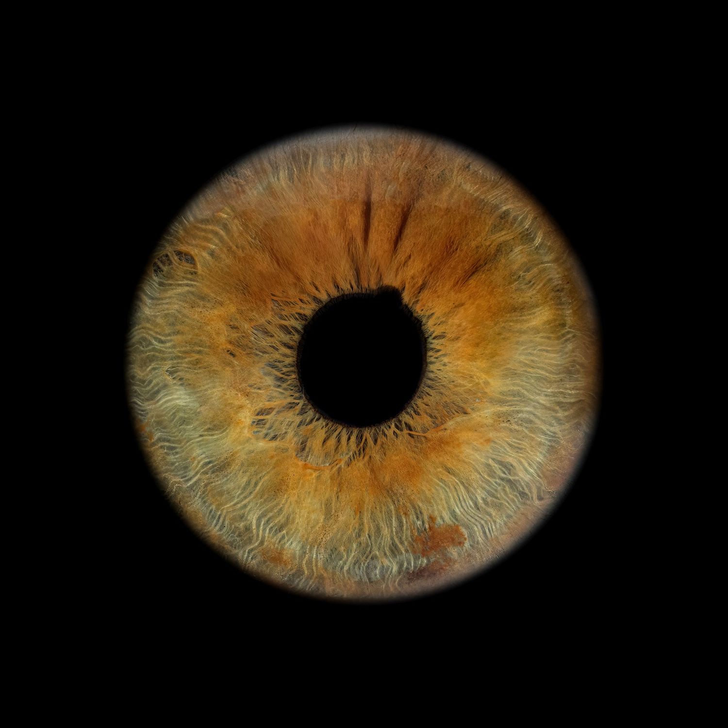 Close-up macro photograph of a human eye iris in golden amber and green tones with detailed texture on black background.