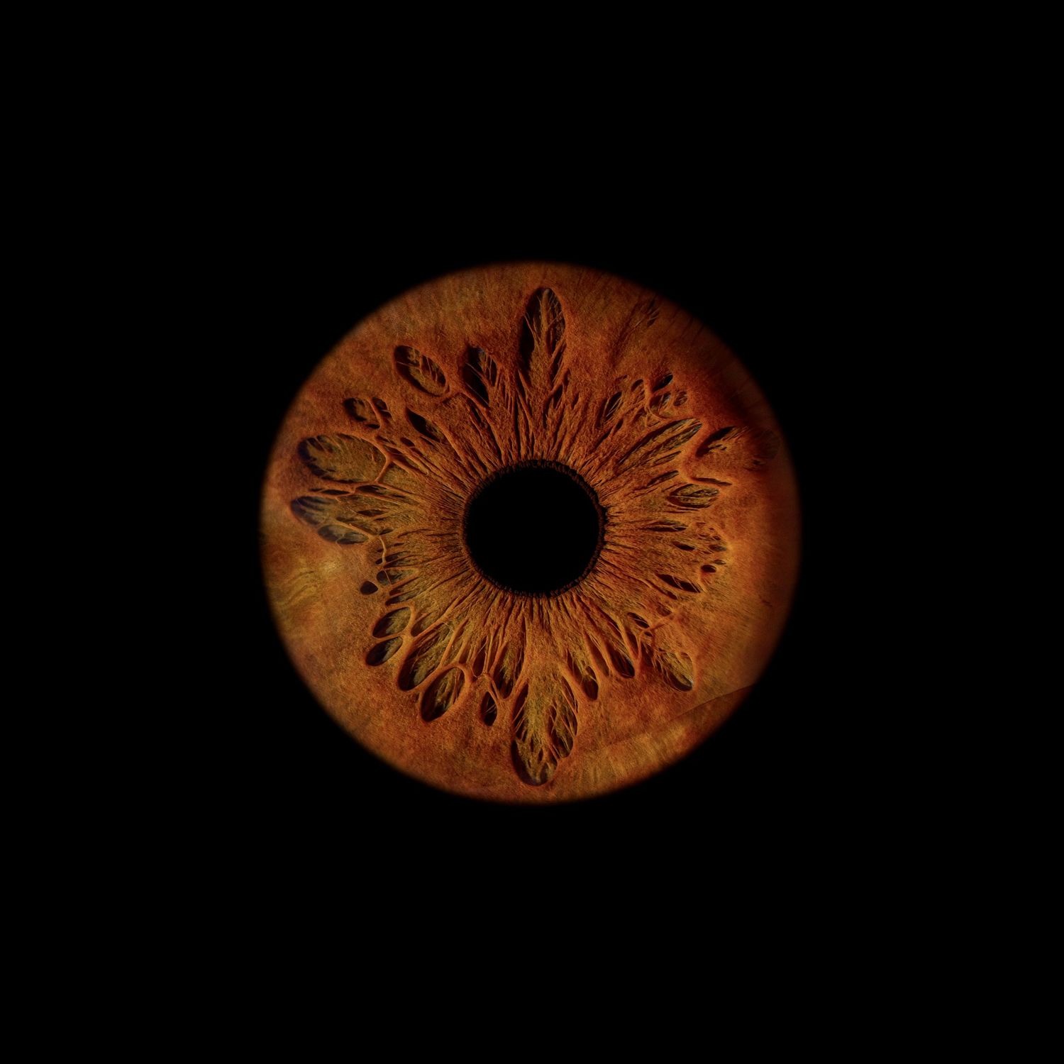 Macro close-up of a deep reddish-brown human iris with petal-like texture on black background.