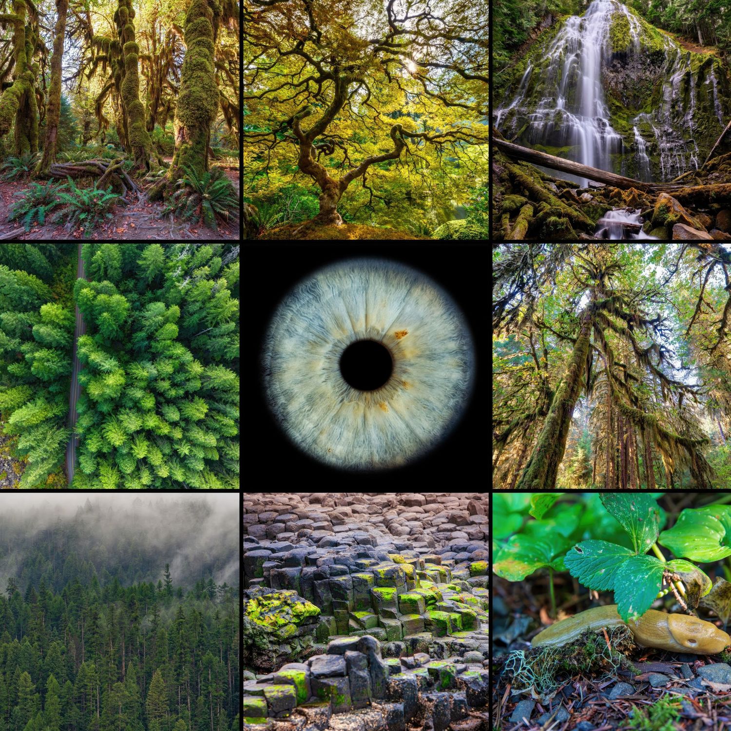 Composite grid of lush green forest nature scenes surrounding a central macro blue human eye iris on black.