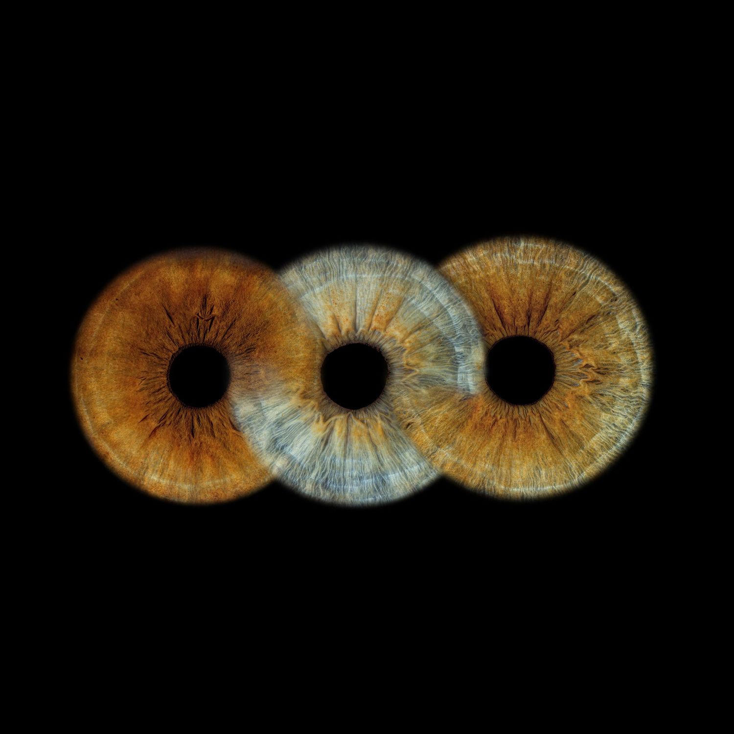 Three overlapping human irises in warm amber and cool blue tones, macro photography on black background.