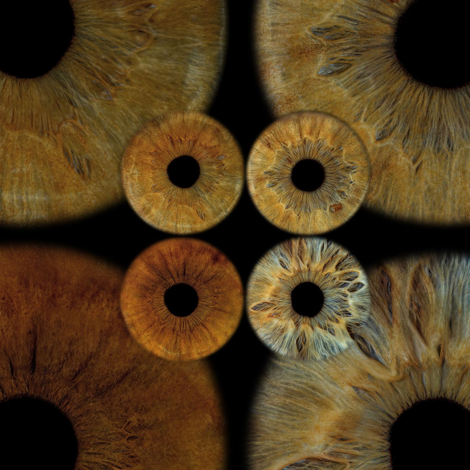 Close-up macro photography of four human eyes arranged symmetrically, showcasing detailed golden-brown iris textures on black.