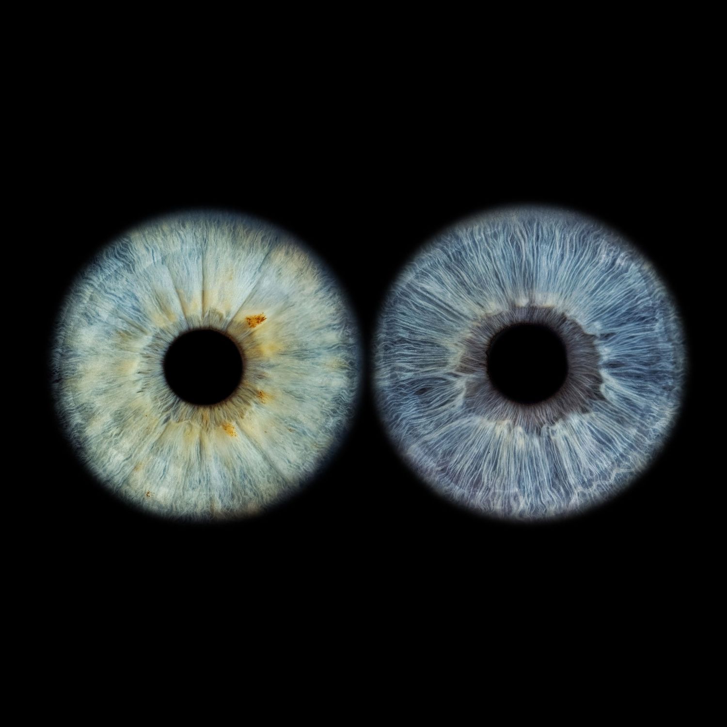 Two detailed blue human iris close-ups side by side showing different eye colors on a pure black background.