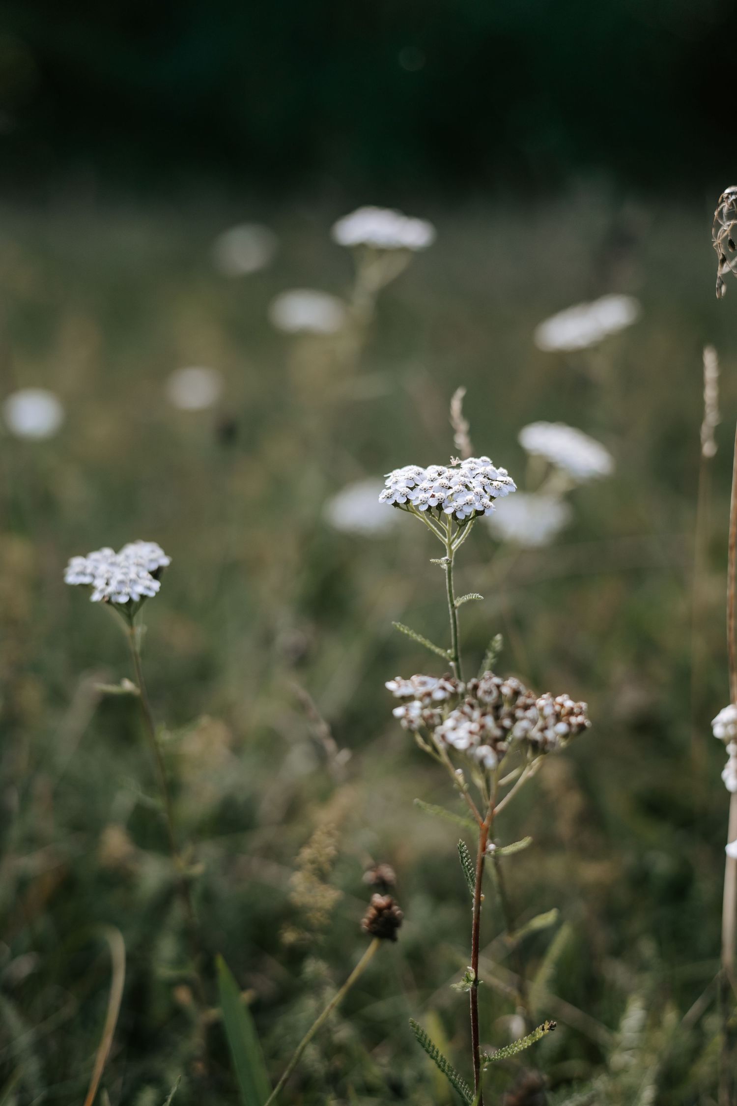 Delicate white wildflowers blooming in a green meadow with soft bokeh background.