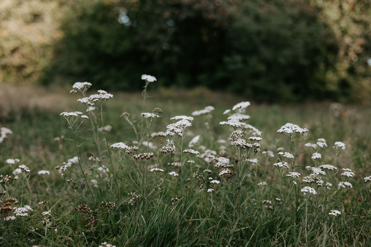 Delicate white wildflowers blooming in a lush green meadow with soft natural bokeh background.