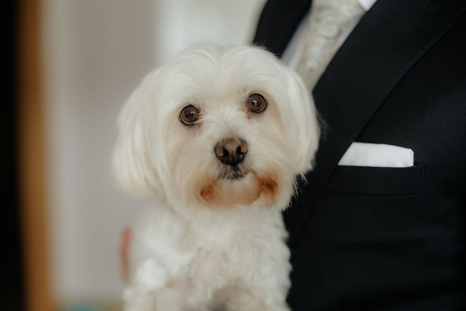 Close-up of a fluffy white Maltese dog held by a man in a black suit.