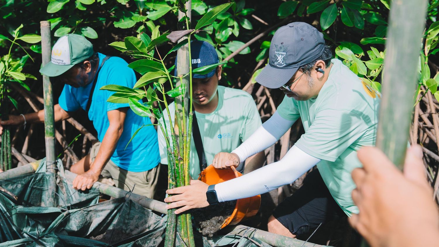 CSR planting mangrove