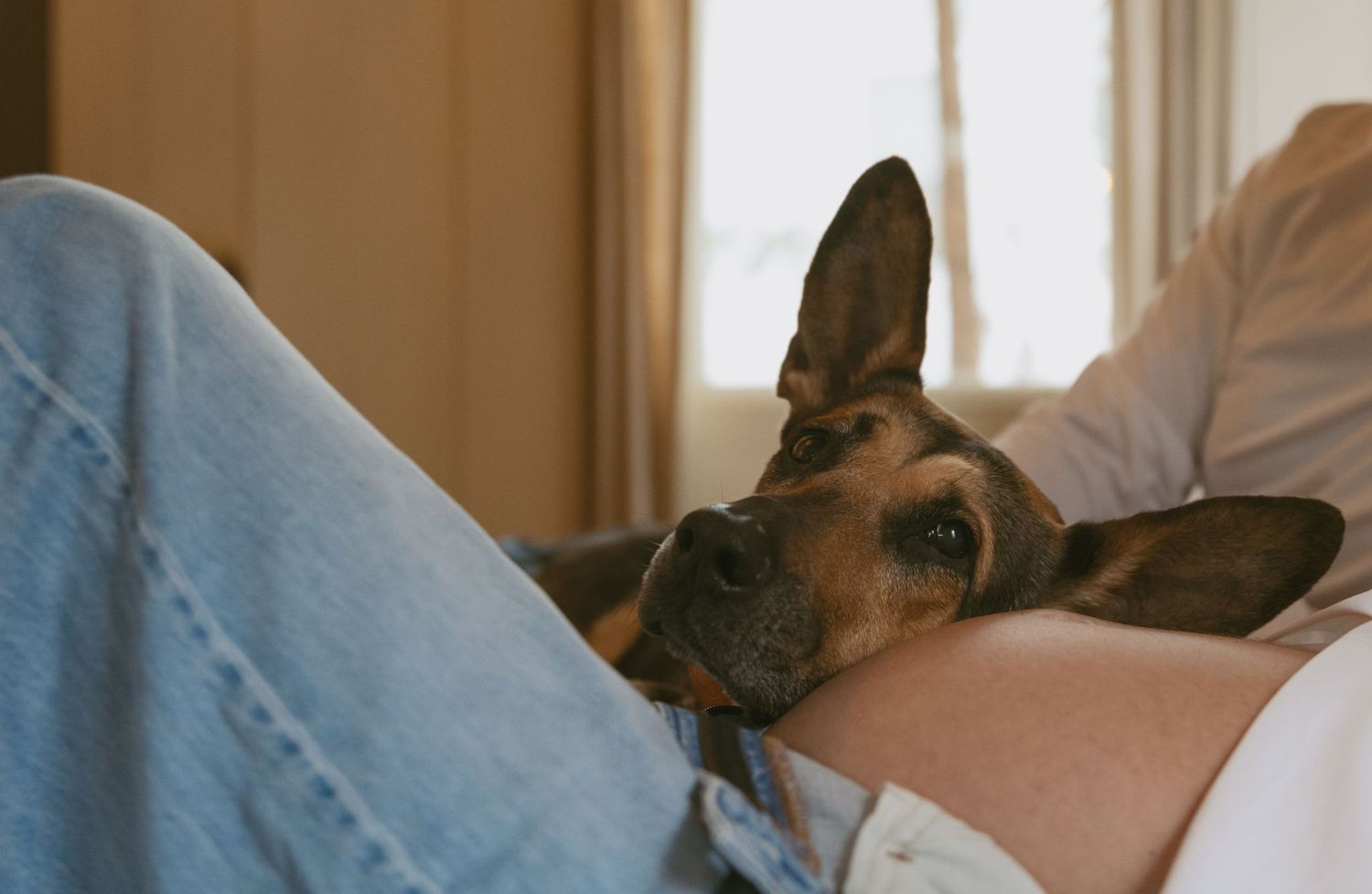 Editorial indoor maternity photos in the sleepy pine cottage at Cedar Lake Estates in Port Jervis, New York. Dog's head laying on mom's bump