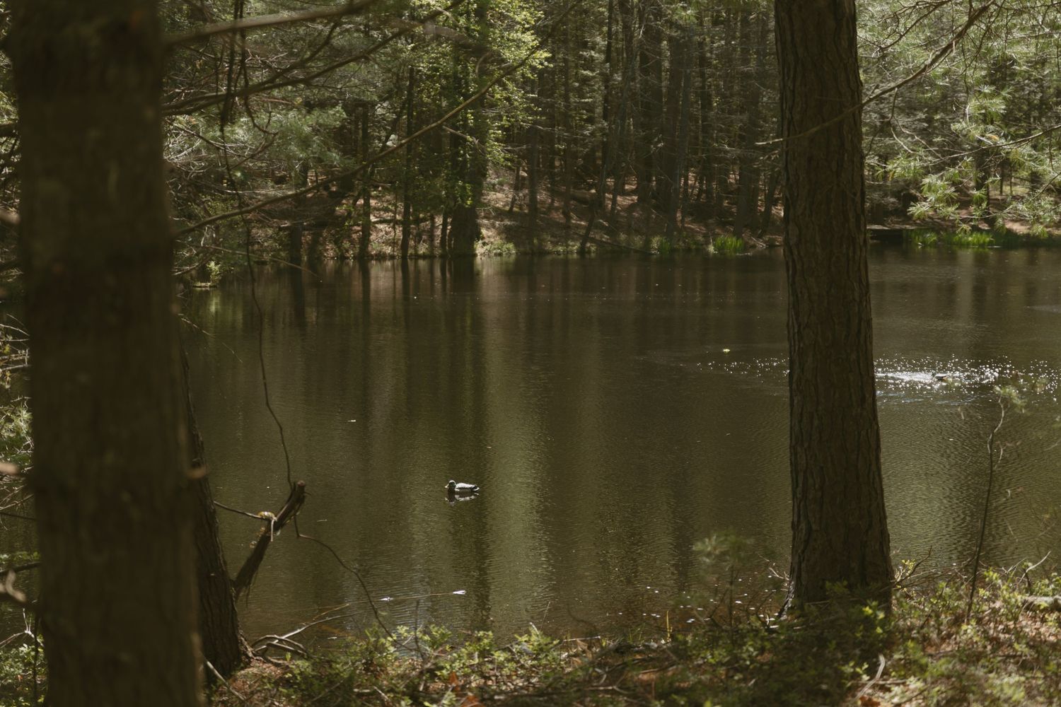 Duck in a pond during a family photo session near Port Jervis New York, in the Catskill Mountains near the Delaware River.