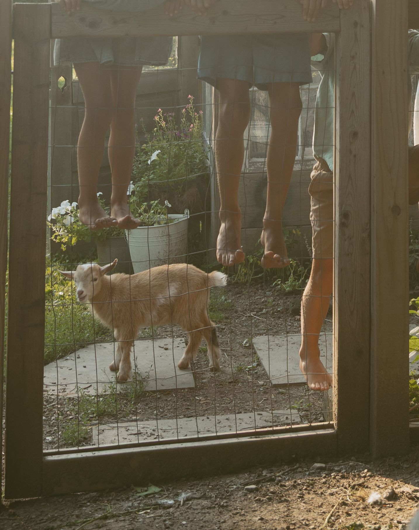 Close-up candid moments of toddler feet climbing on backyard fence during family photo session in Hudson Valley, New York