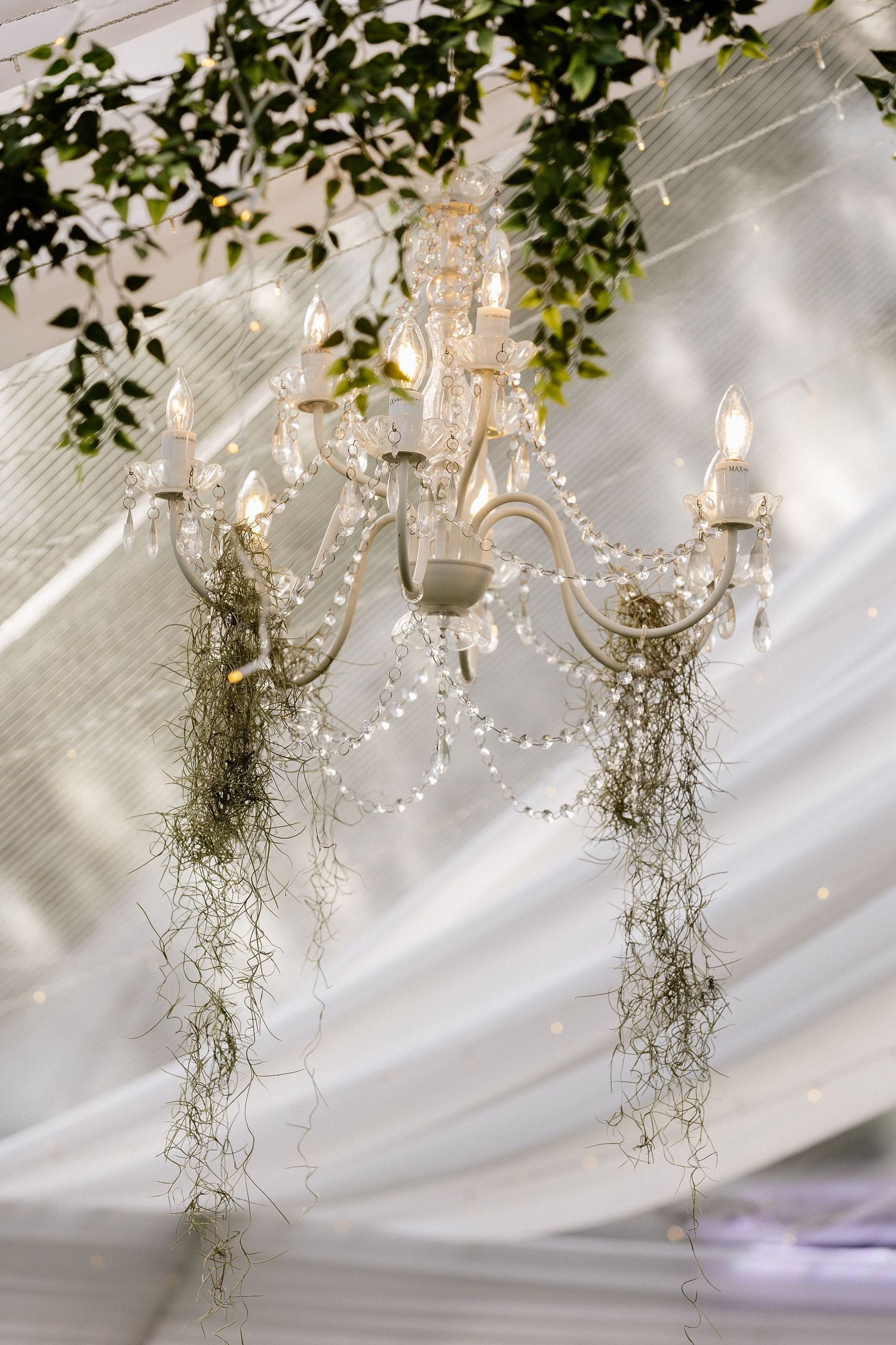 Elegant white crystal chandelier adorned with hanging moss and greenery under a draped tent ceiling.