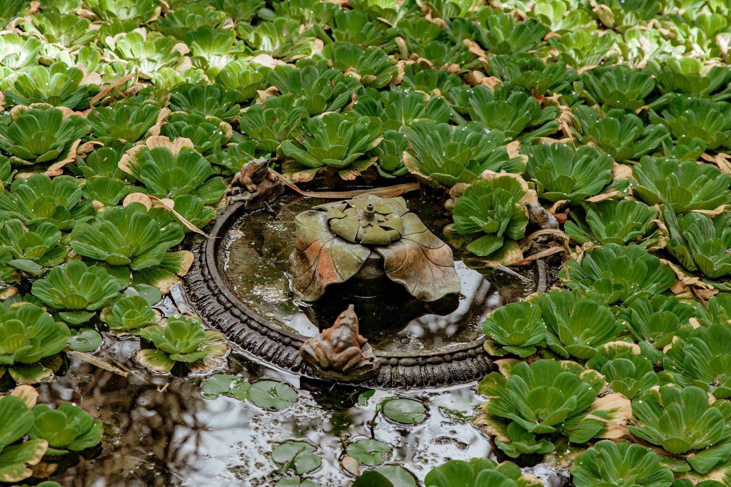 Ornate stone birdbath surrounded by lush green water plants in a garden pond.