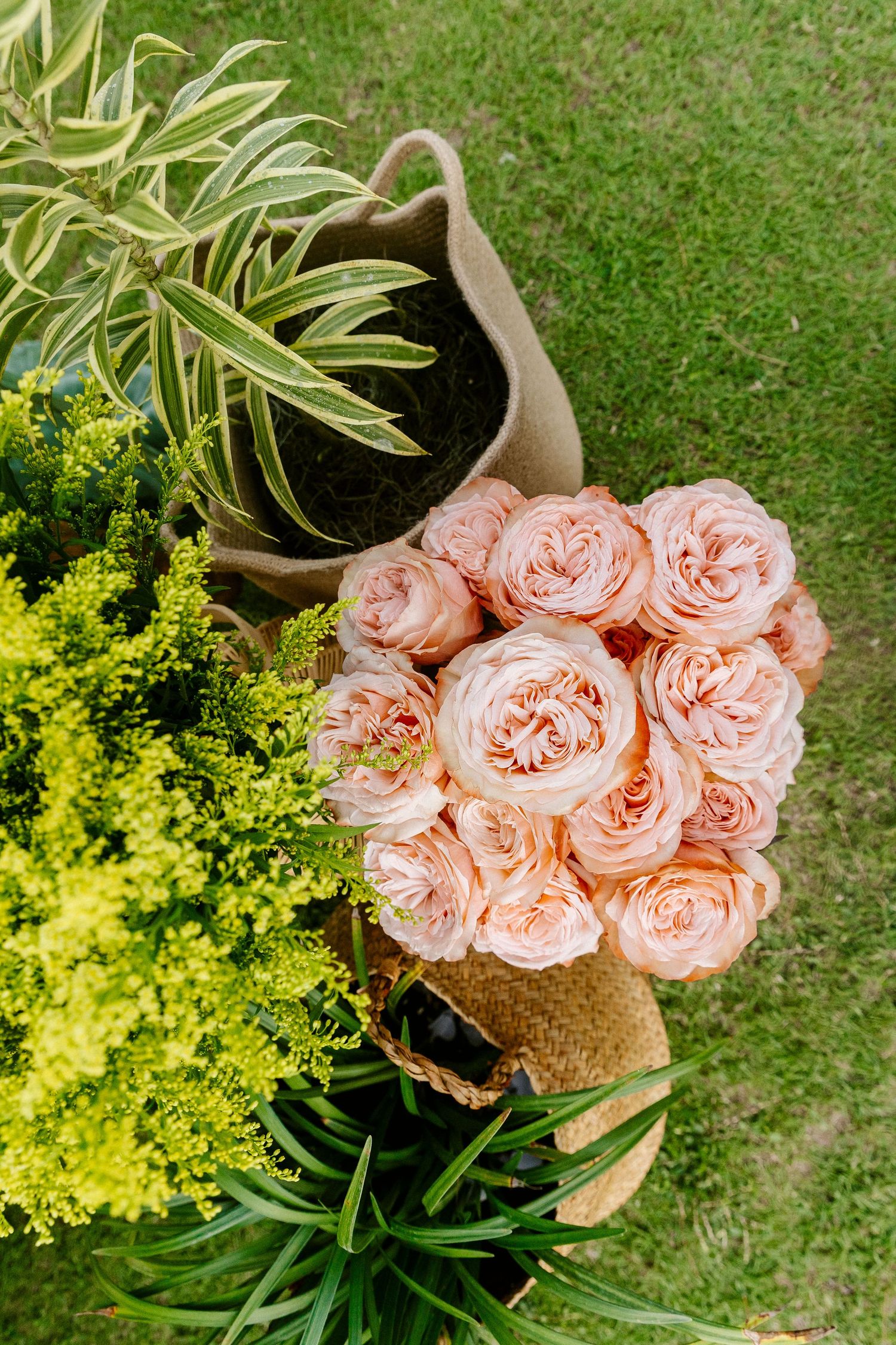 Overhead view of a bouquet of pink garden roses wrapped in burlap, surrounded by lush green potted plants on grass.