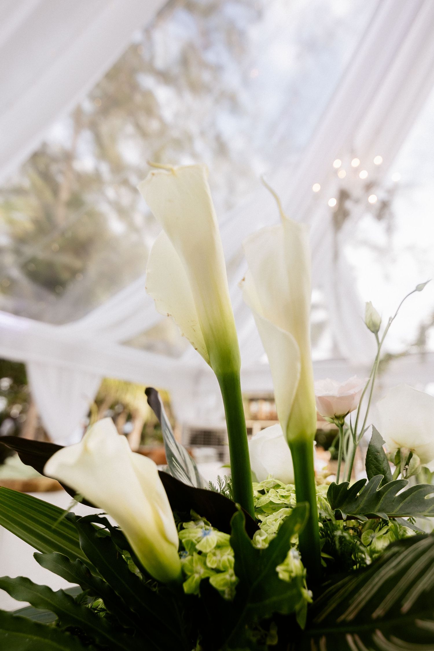 Elegant white calla lilies arrangement with lush green foliage at an outdoor wedding reception under a draped tent.