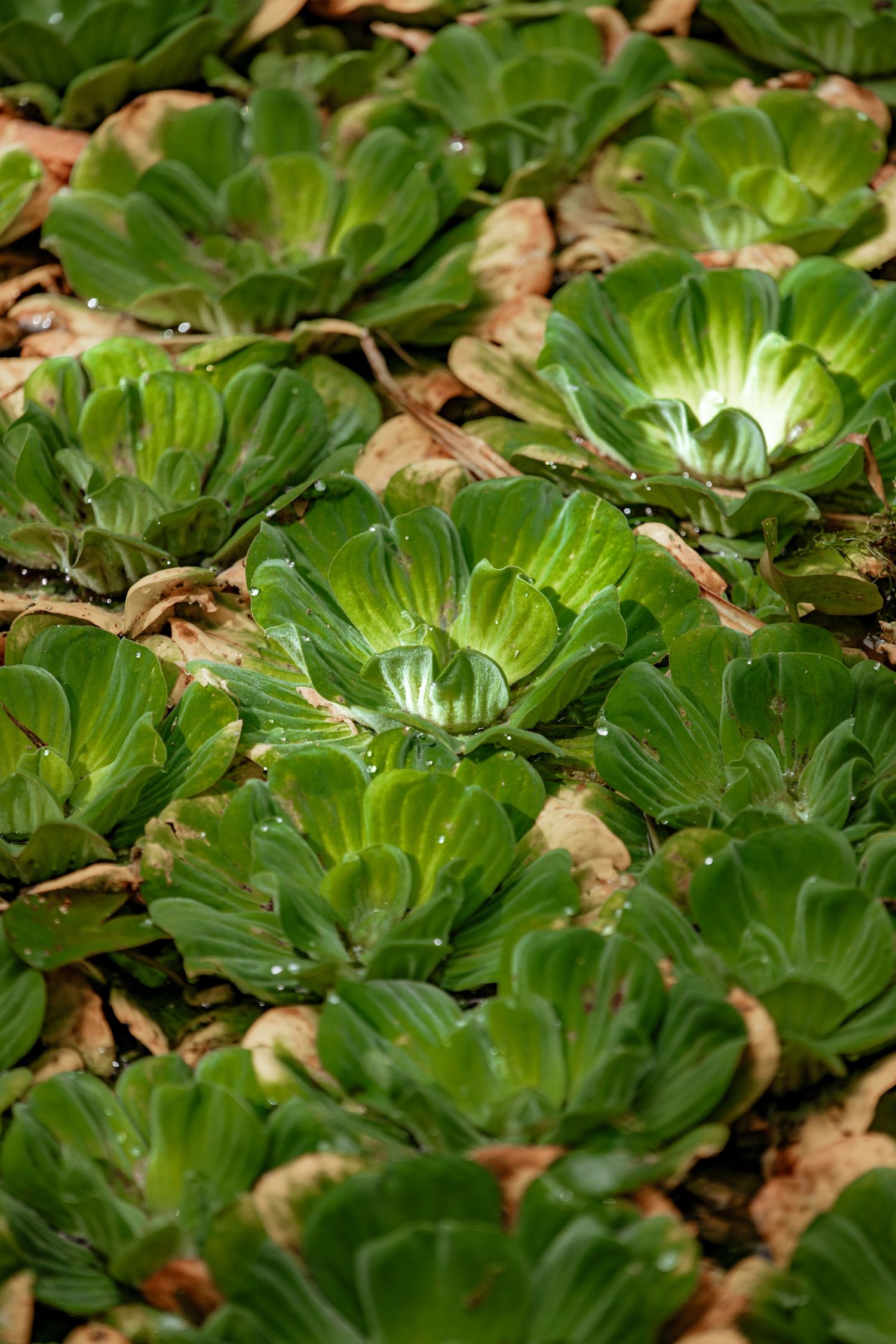 Close-up of vibrant green water lettuce plants floating on water with droplets on their leaves.