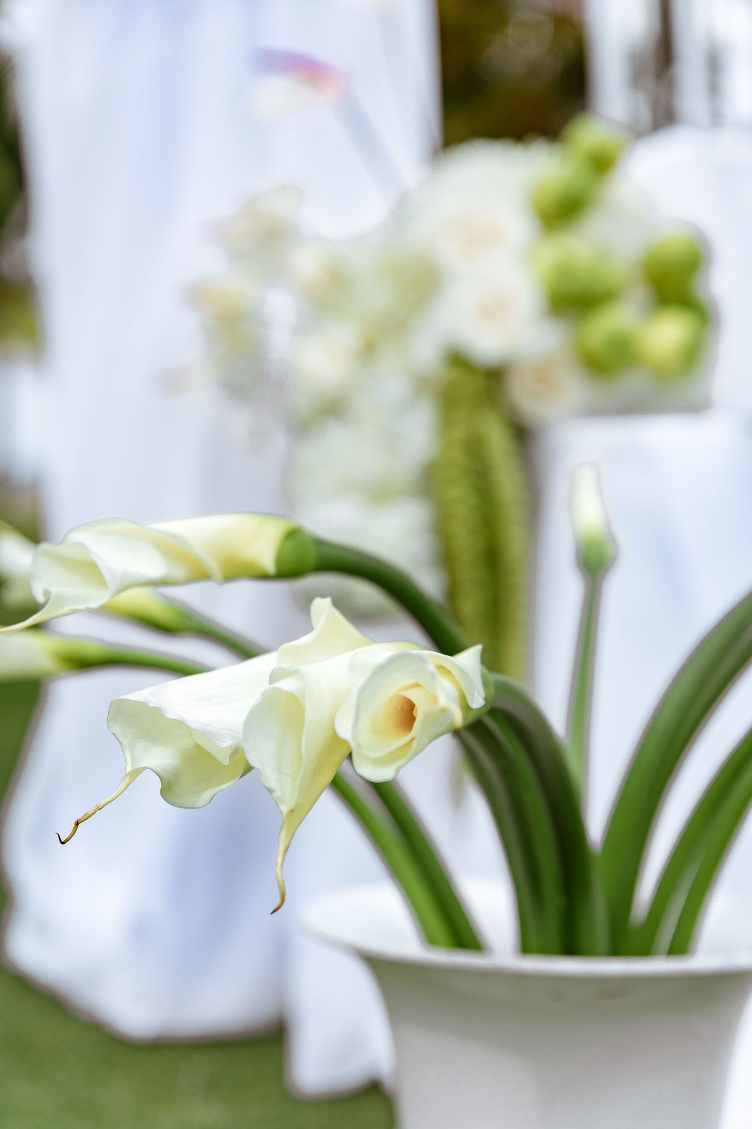 White calla lilies in a white pot at an elegant outdoor wedding ceremony decoration.