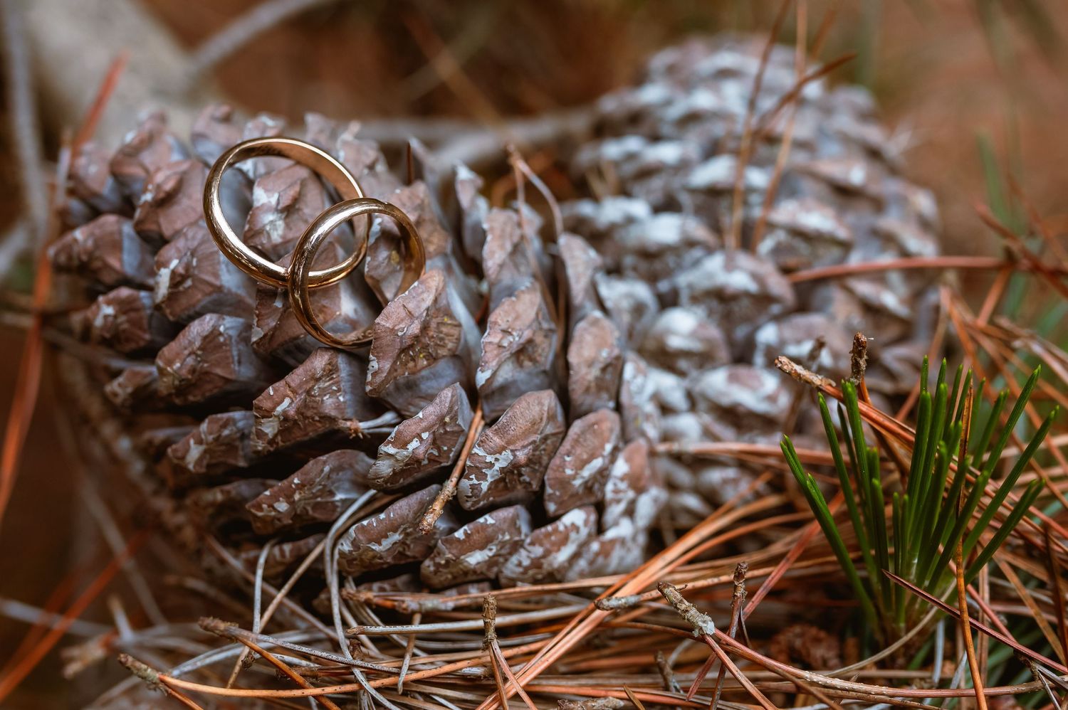 Two gold wedding rings displayed on a rustic pine cone surrounded by pine needles.