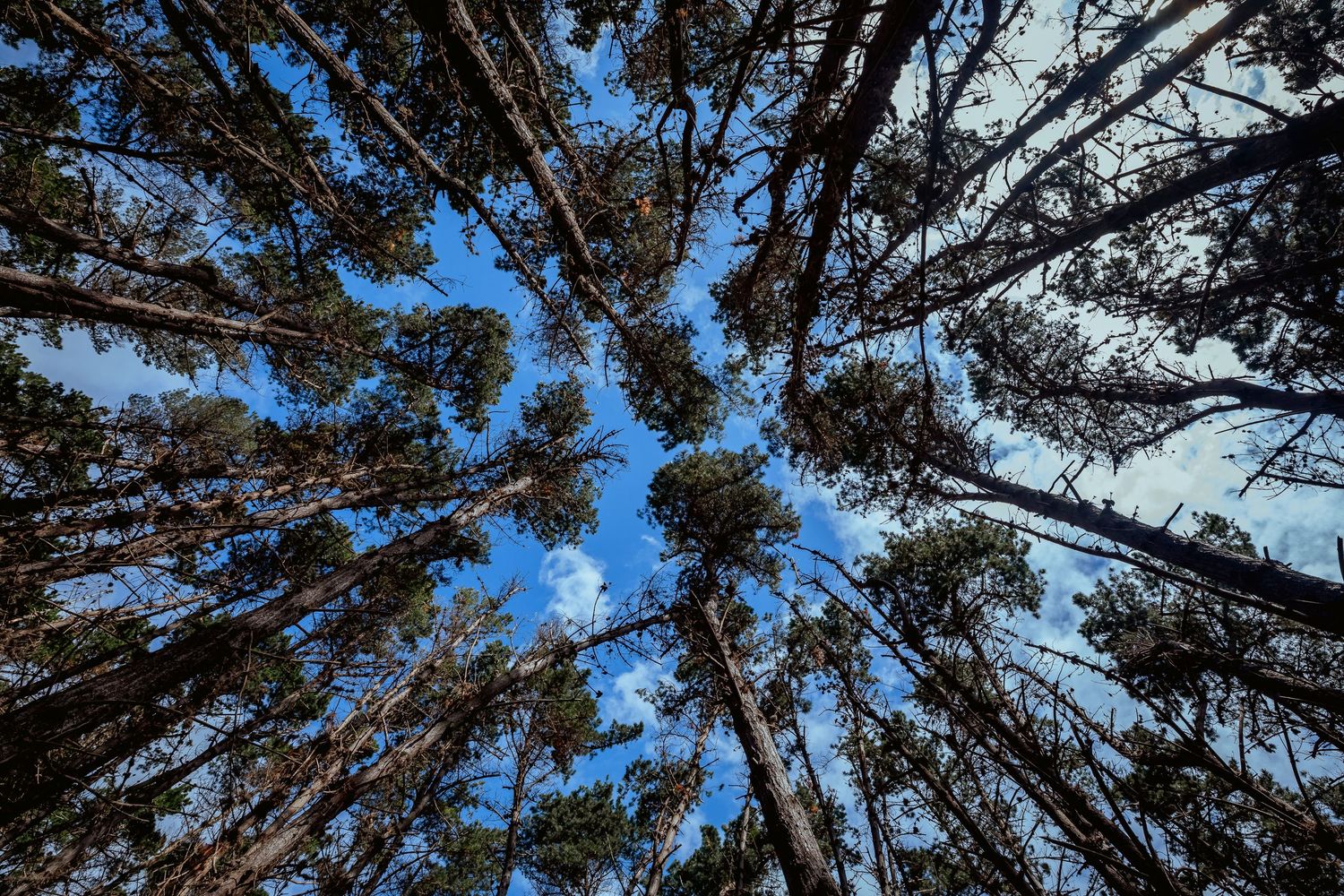 Looking up through tall pine trees with branches framing a bright blue sky dotted with a few white clouds.