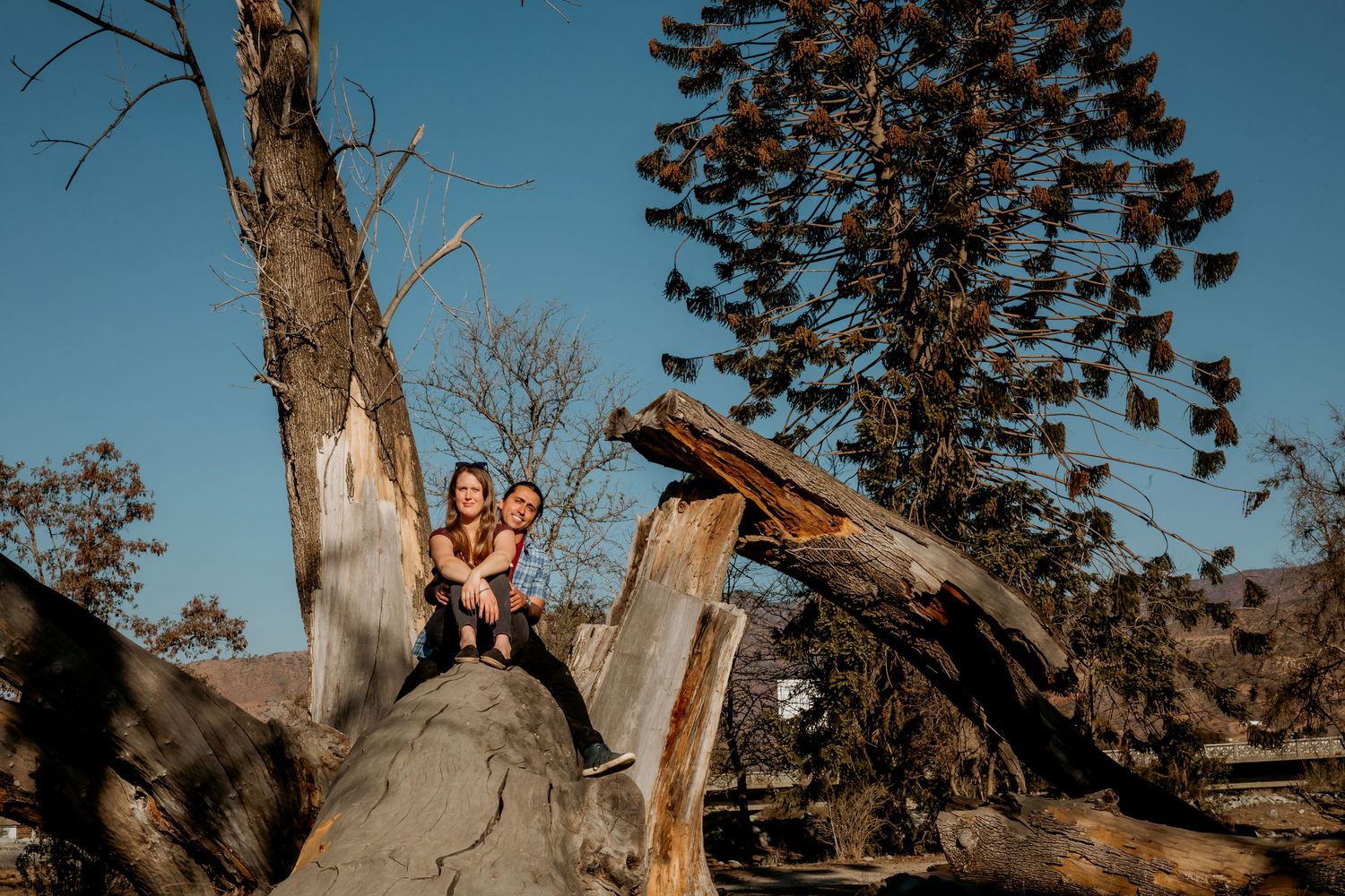 Couple sitting atop large fallen tree roots with tall pine trees and blue sky behind them.