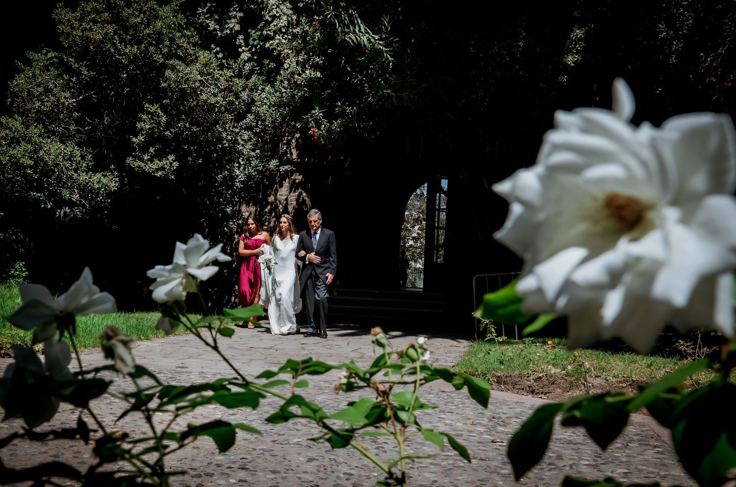 Wedding party walking through lush garden path framed by white roses in foreground.