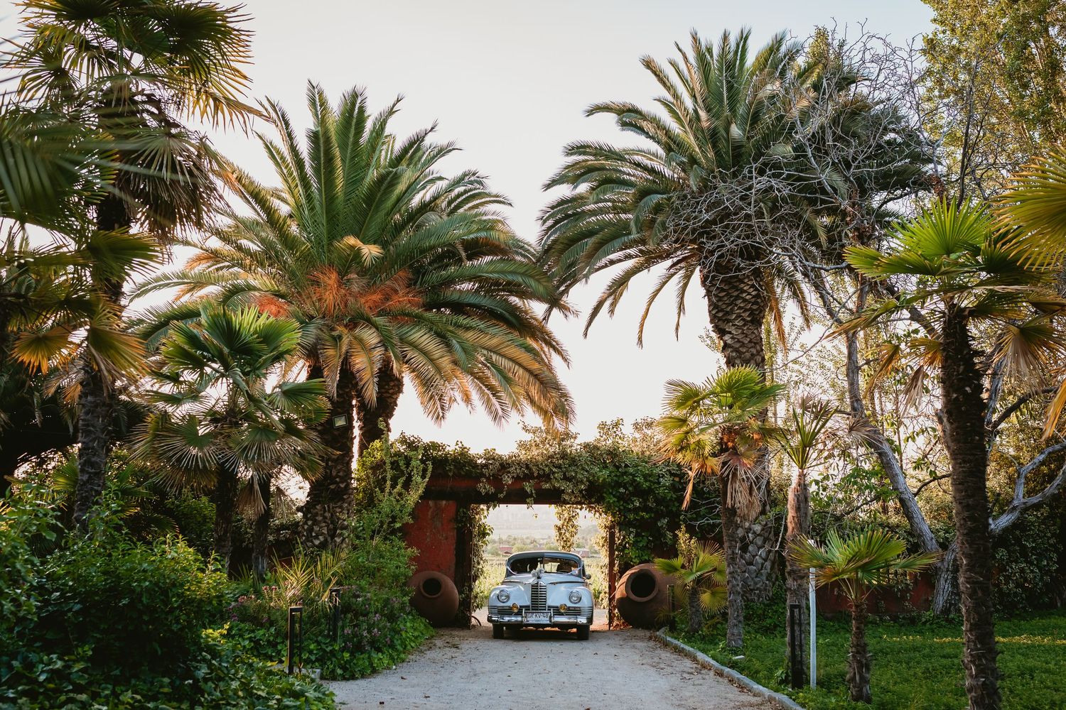 Vintage classic car parked beneath tall palm trees at a scenic garden wedding venue entrance.