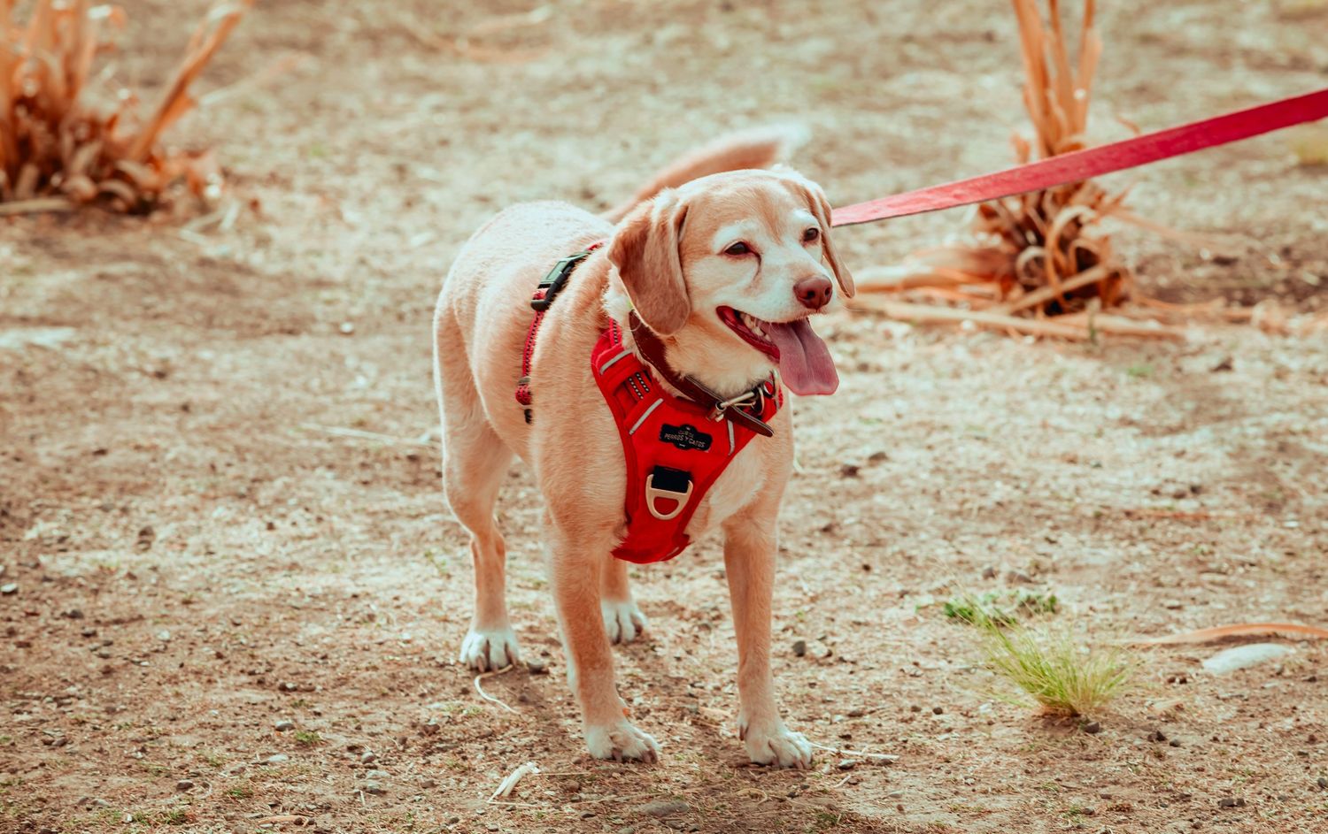 Energetic Beagle dog wearing red harness standing on dirt path with tongue out on a sunny day.