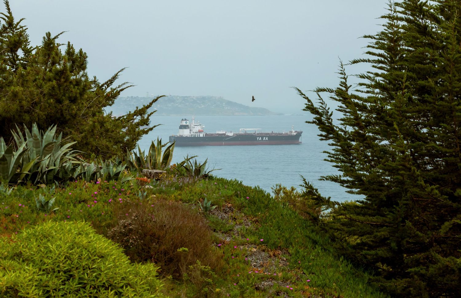 Large cargo ship sailing on foggy ocean waters viewed through coastal greenery.