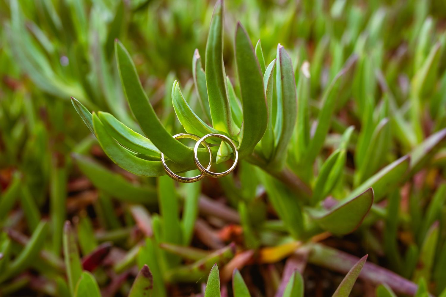 Two gold wedding rings rest delicately among vibrant green succulent plants outdoors.