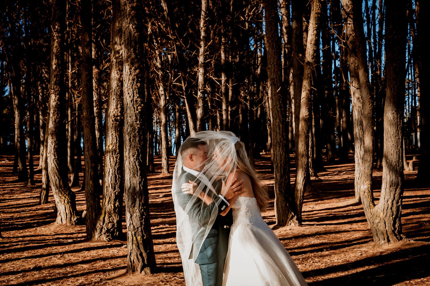 Couple sharing a romantic kiss under the bride's flowing veil in a sunlit pine forest.