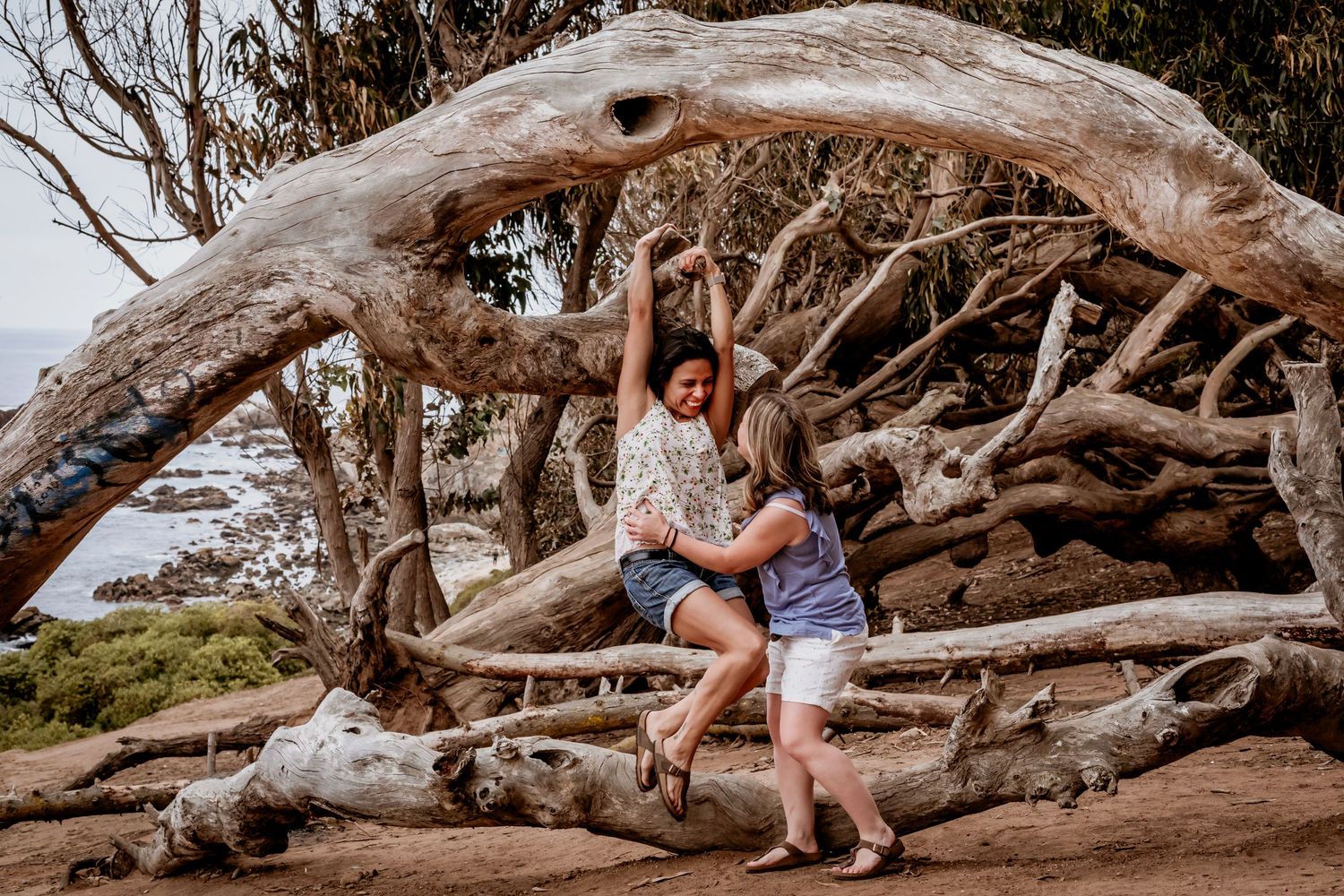 Two women playing and climbing on large twisted driftwood branches near the ocean shore.