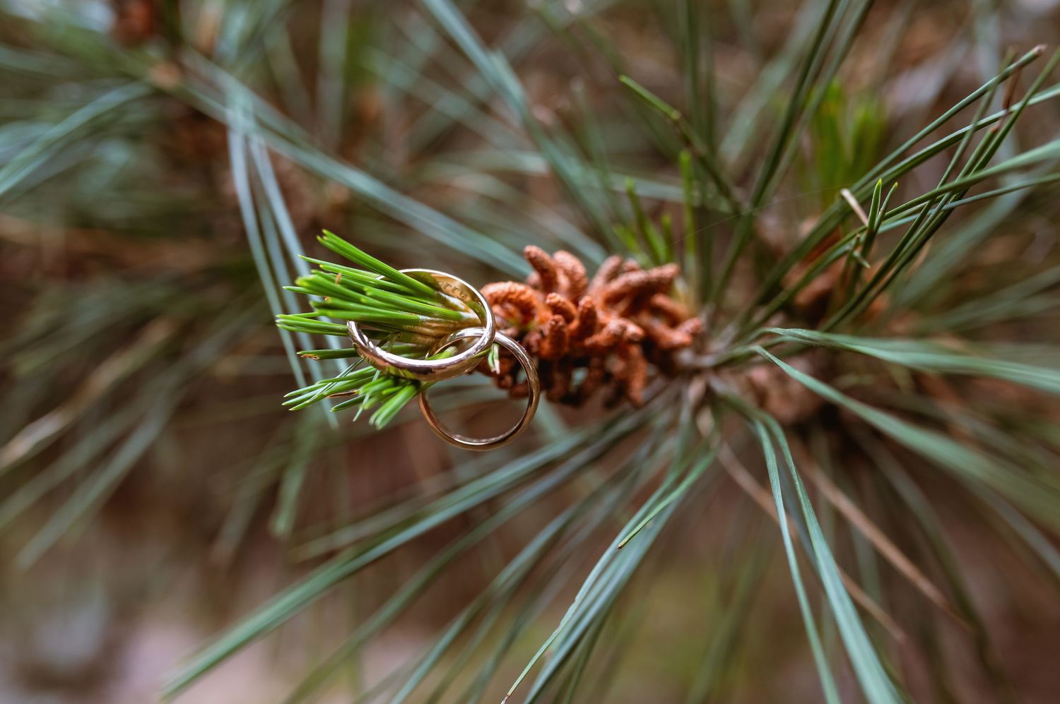 Two gold wedding rings hanging on a pine branch with long green needles and small cones.