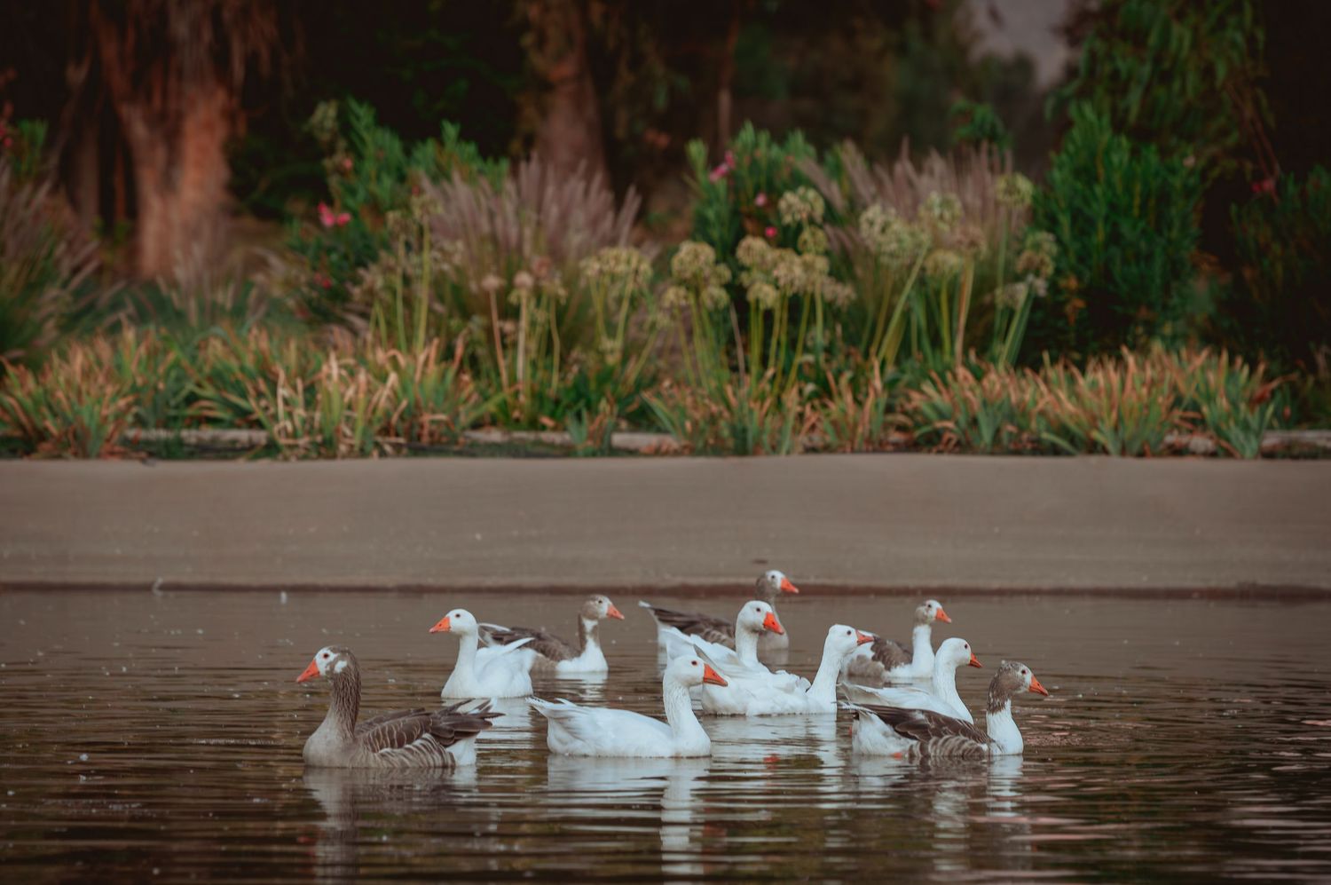 A flock of white geese swimming gracefully on a calm pond surrounded by lush greenery.