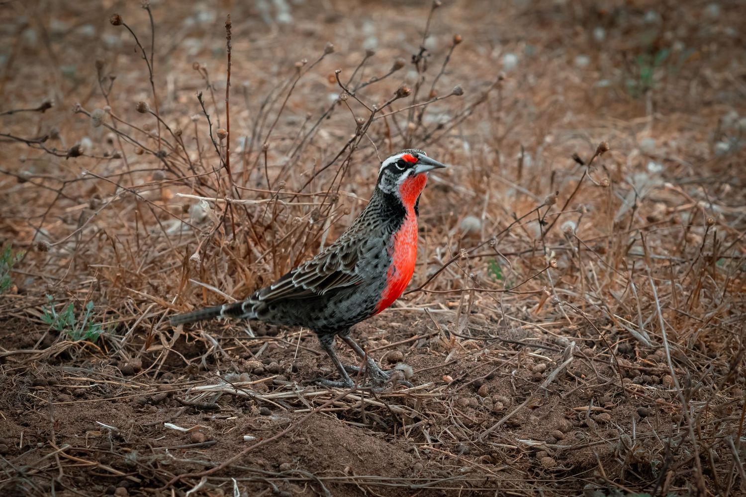 Colorful red and black Long-tailed Meadowlark bird standing on dry brown grass.